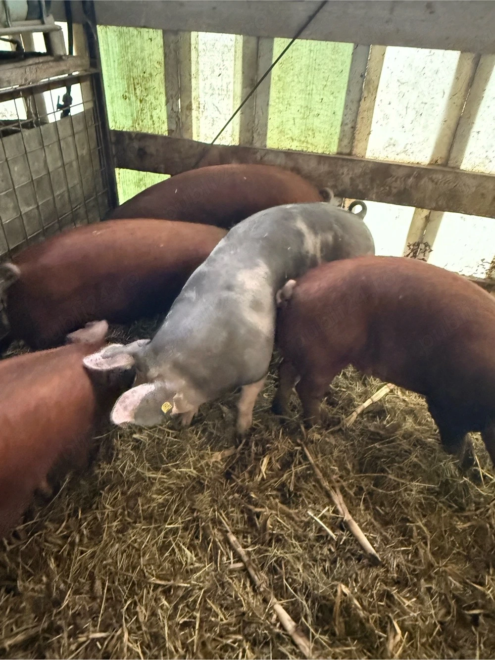 Vând scroafe duroc şi petrain 