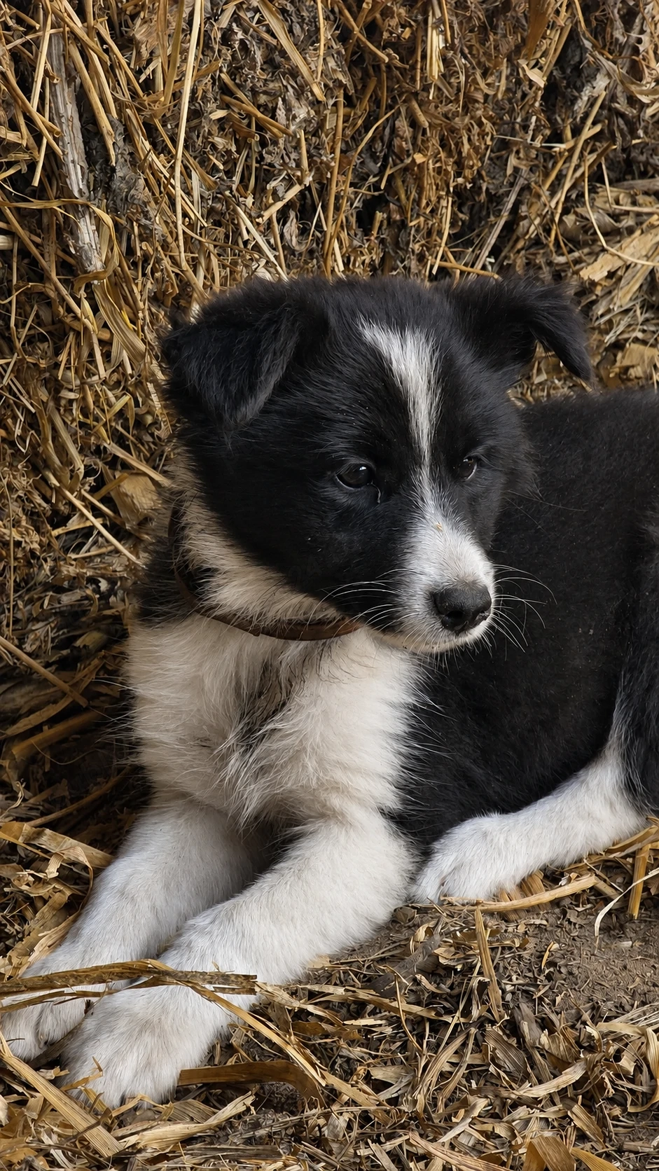 Pui femelă Border Collie