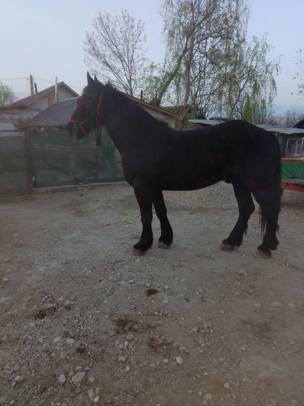 Vand cal castrat