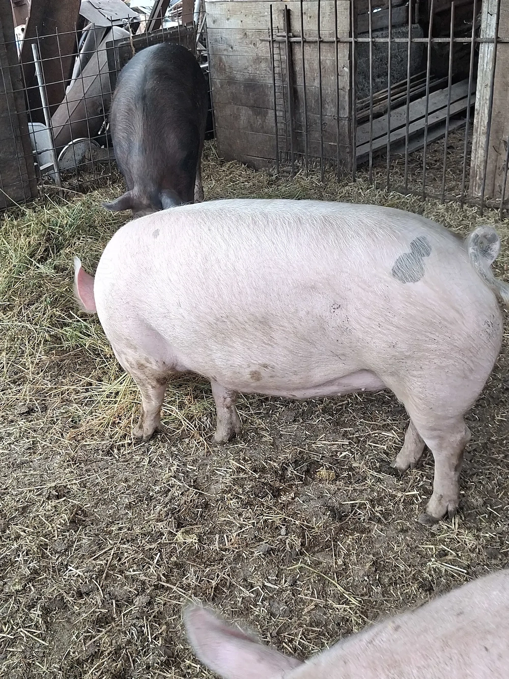 porci 100-120 kg