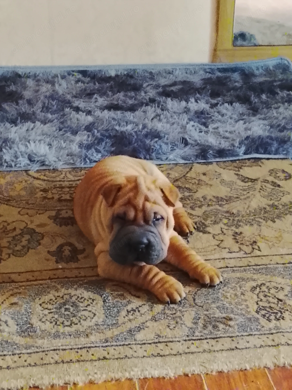 Disponibile 2 fetițe shar-pei,sănătoase ,jucăușe...
