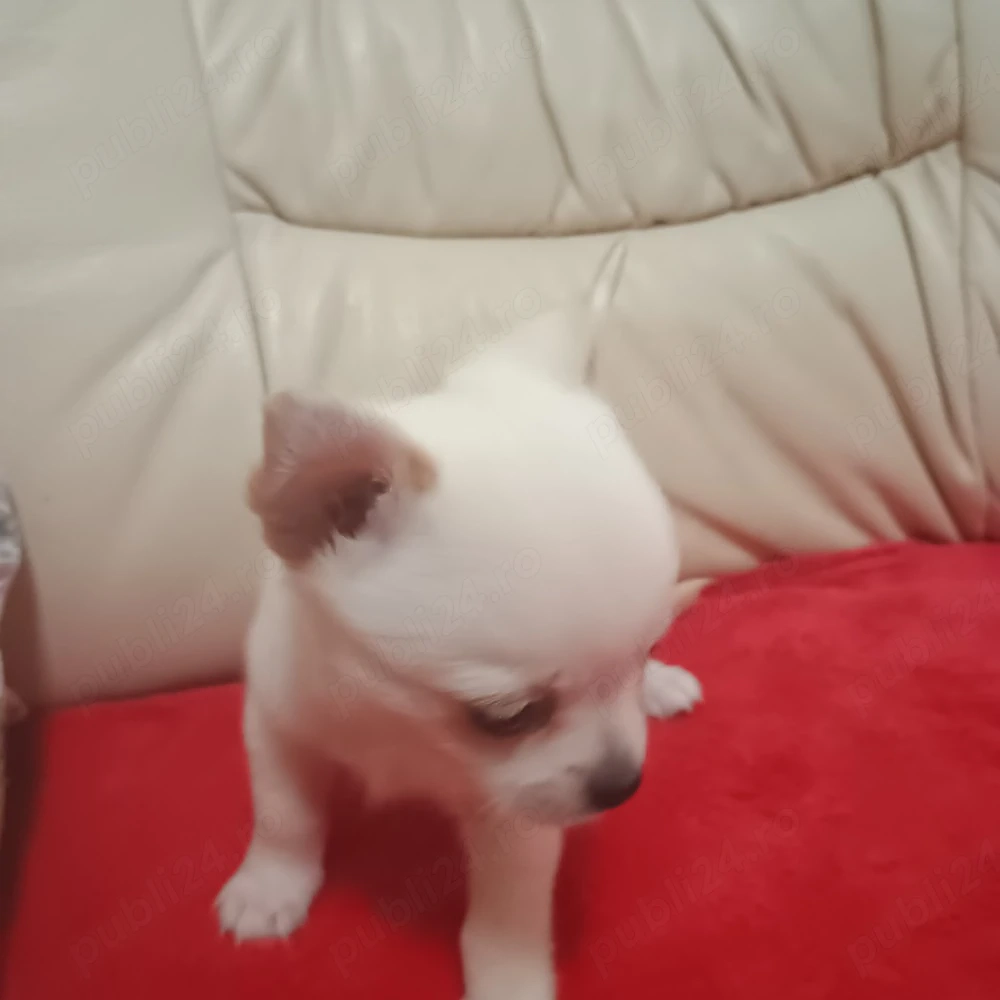 Catelusi Chihuahua Toy