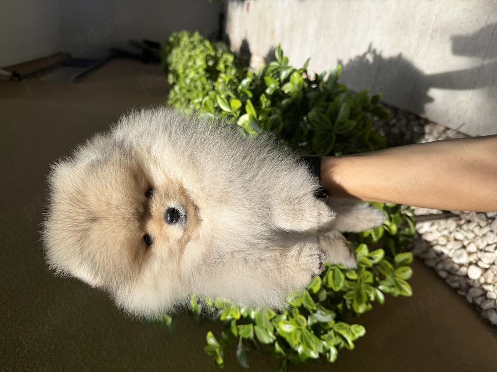 Pomeranian fetița pedigree FCI