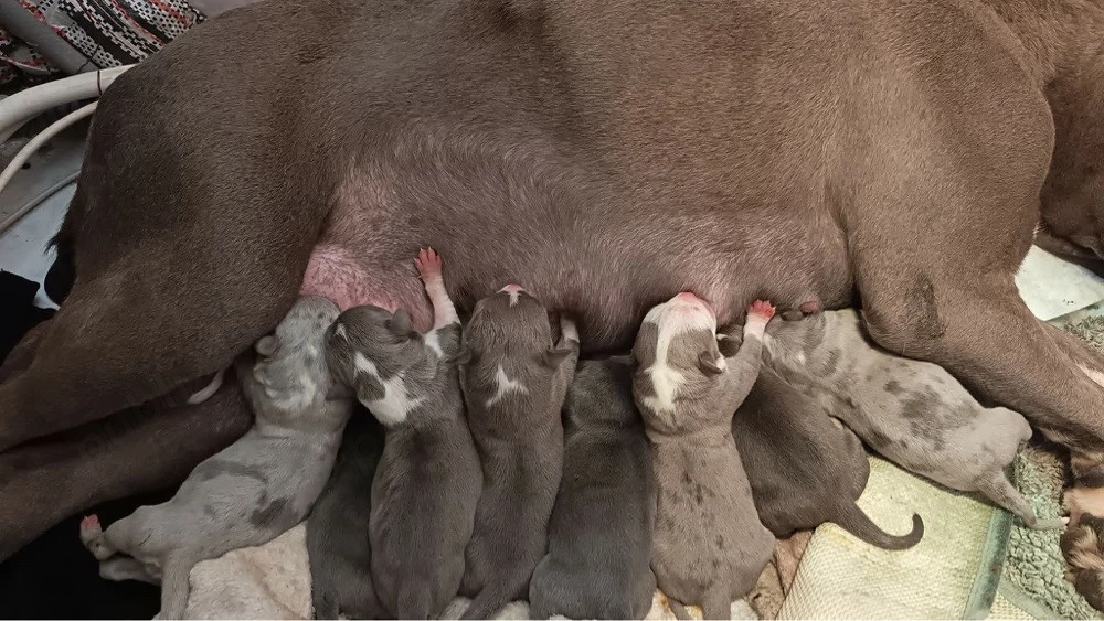 American Bully xl disponibili pentru    noua 