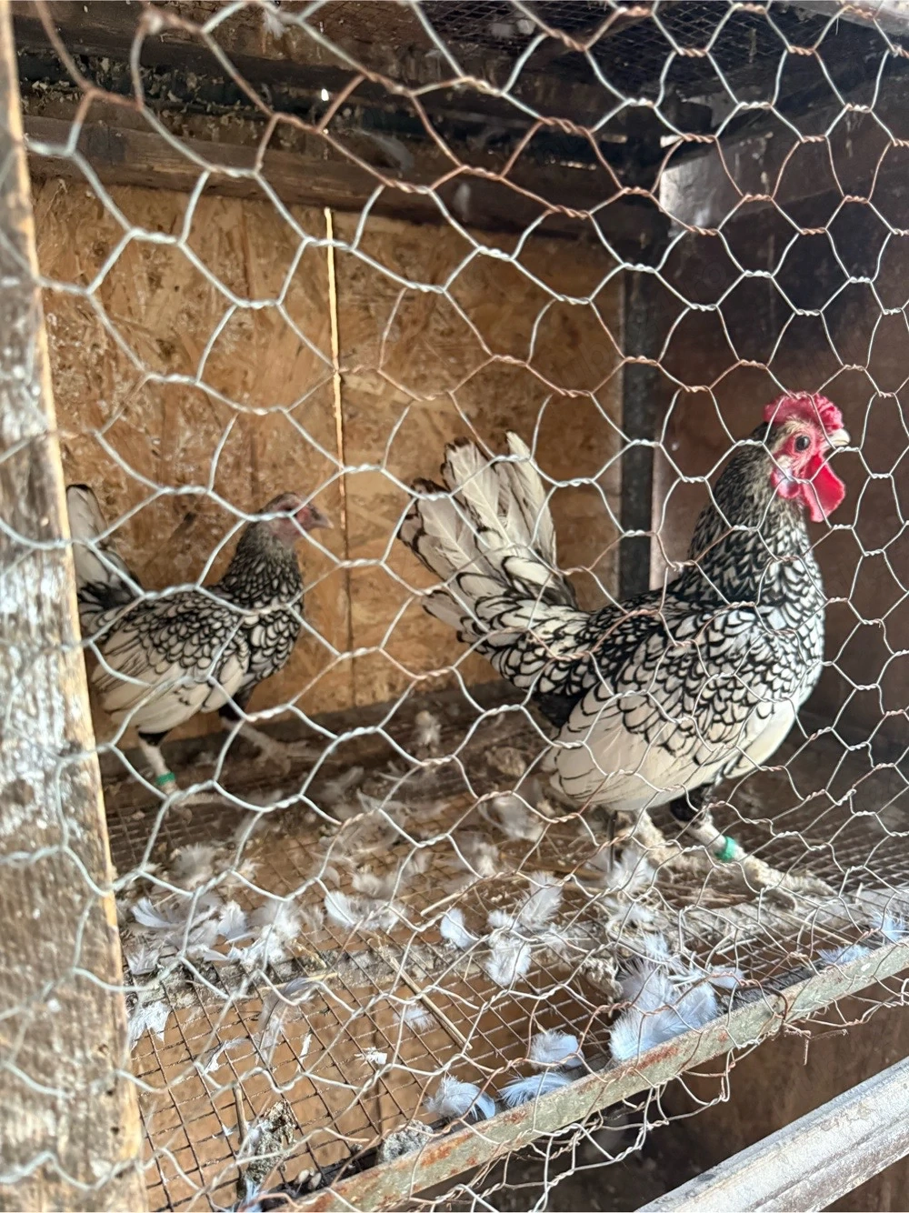 familie de gaini sebright (un cocos si o gaina)