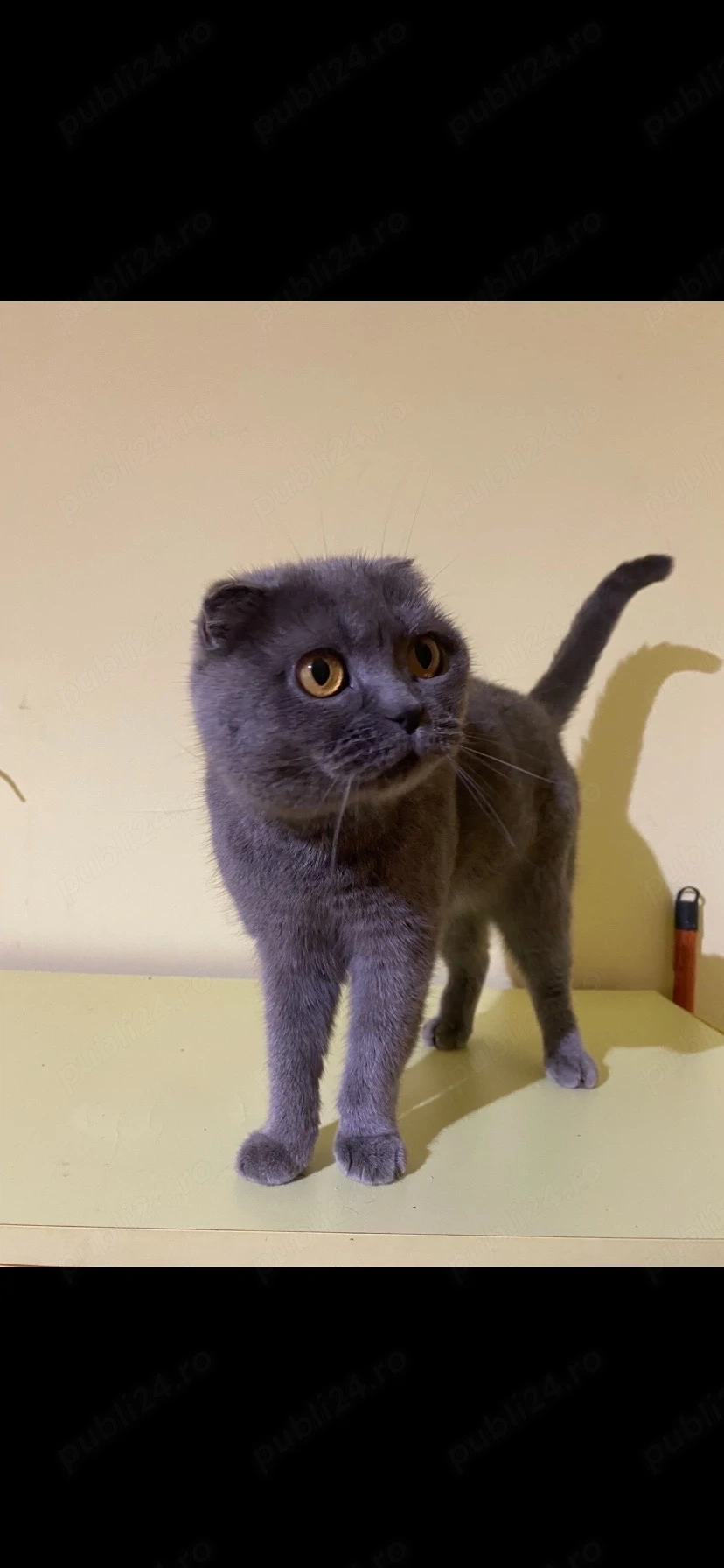 Femela scottish fold 