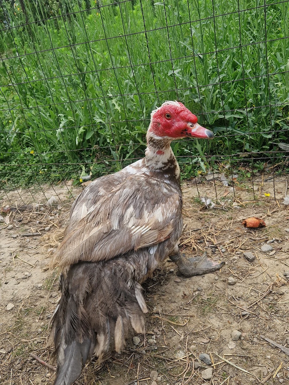Rață mută leșească specie CAIRINA MOSCHATA 