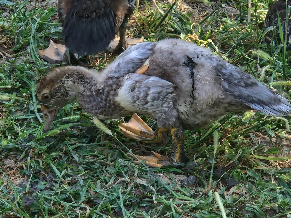Boboci rață 