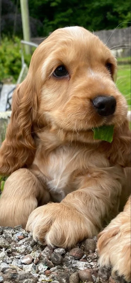 Catei Coker Spaniel 