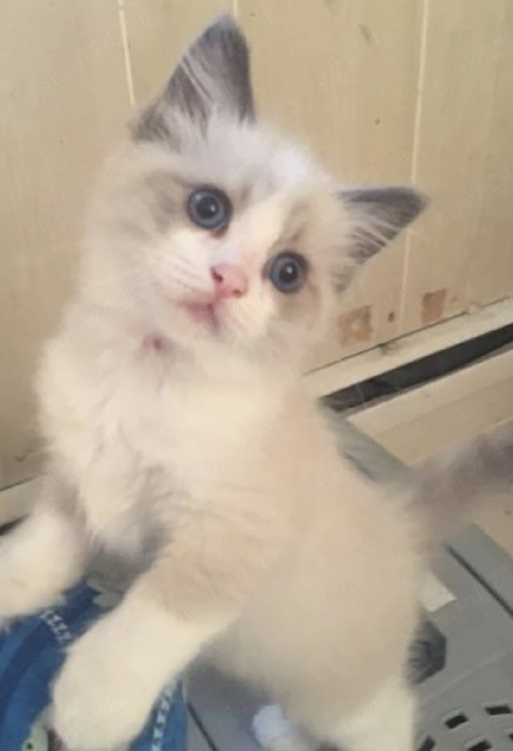 Ragdoll fetițe și băieței 