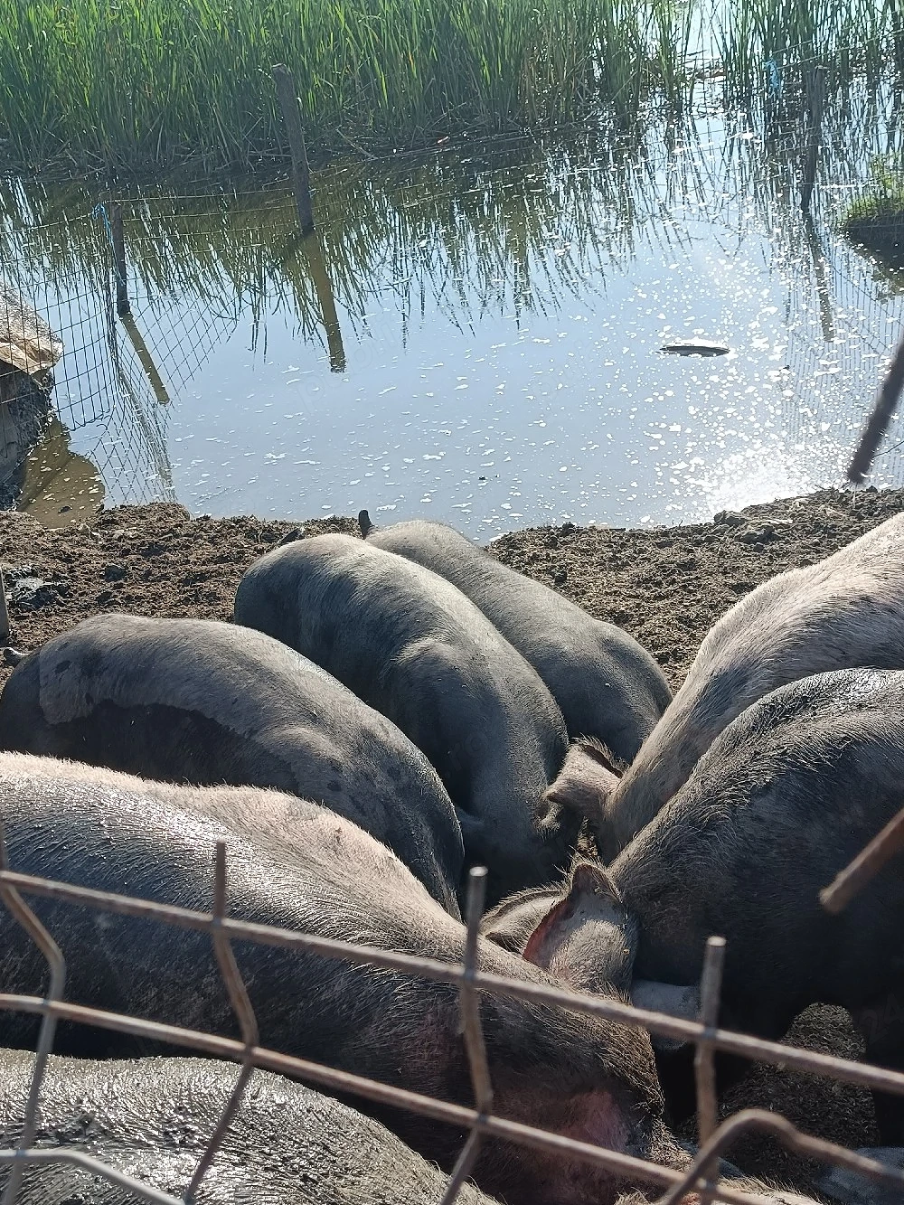 porci de vanzare