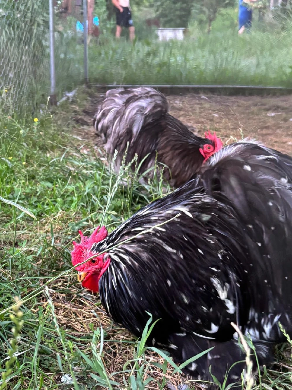 Disponibili cocosi cochicina si mii de flori. 
