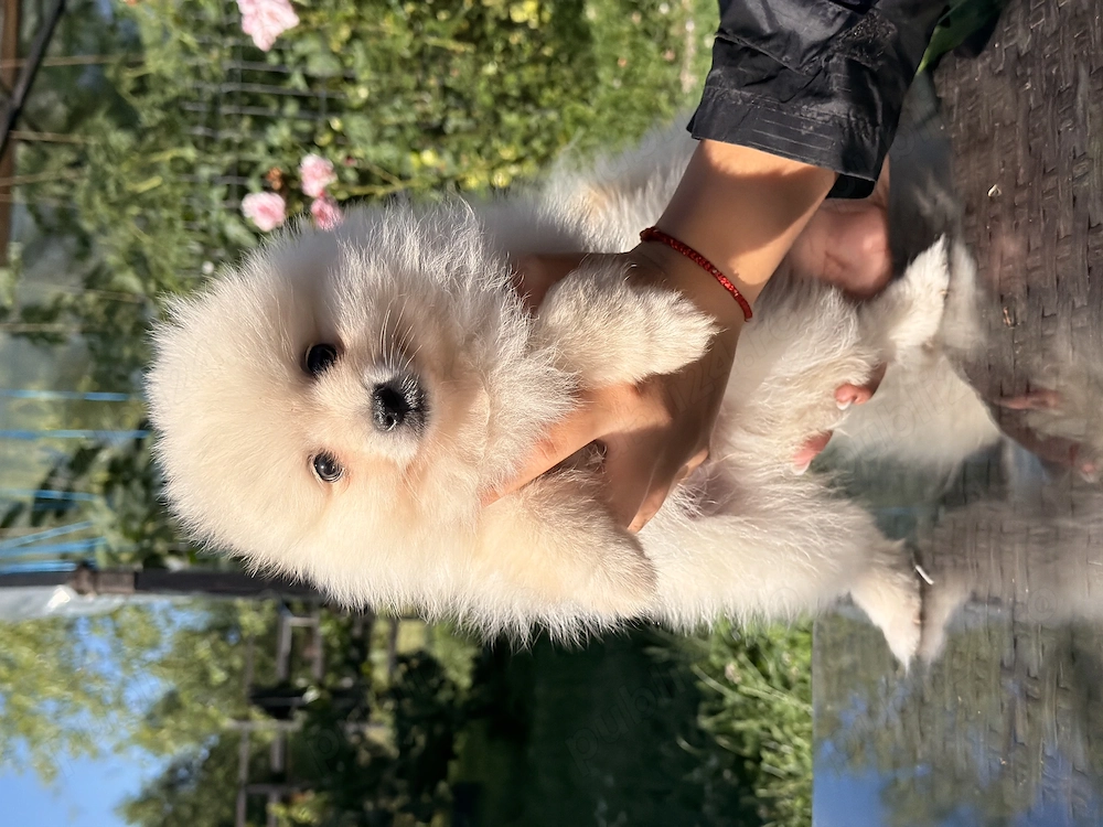 Pui pomeranian mascul