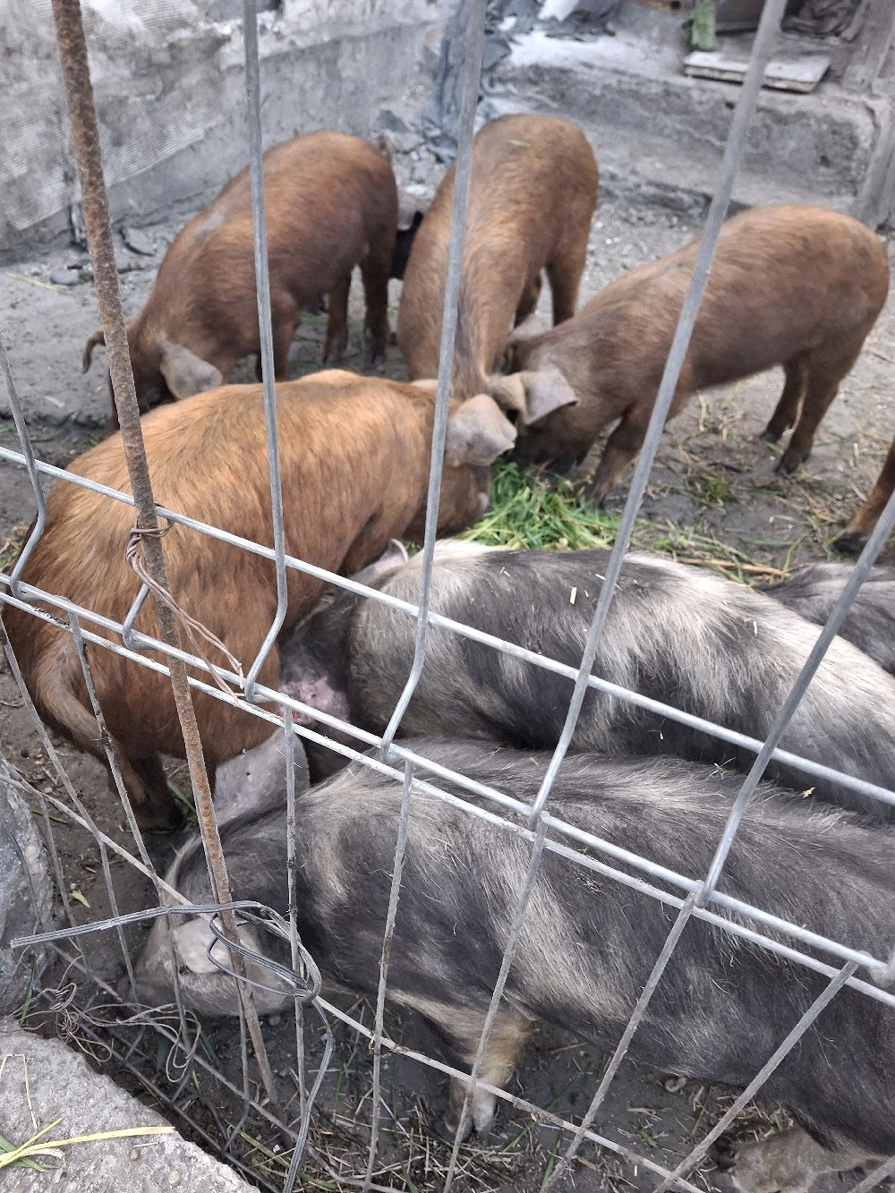 Vind animale
