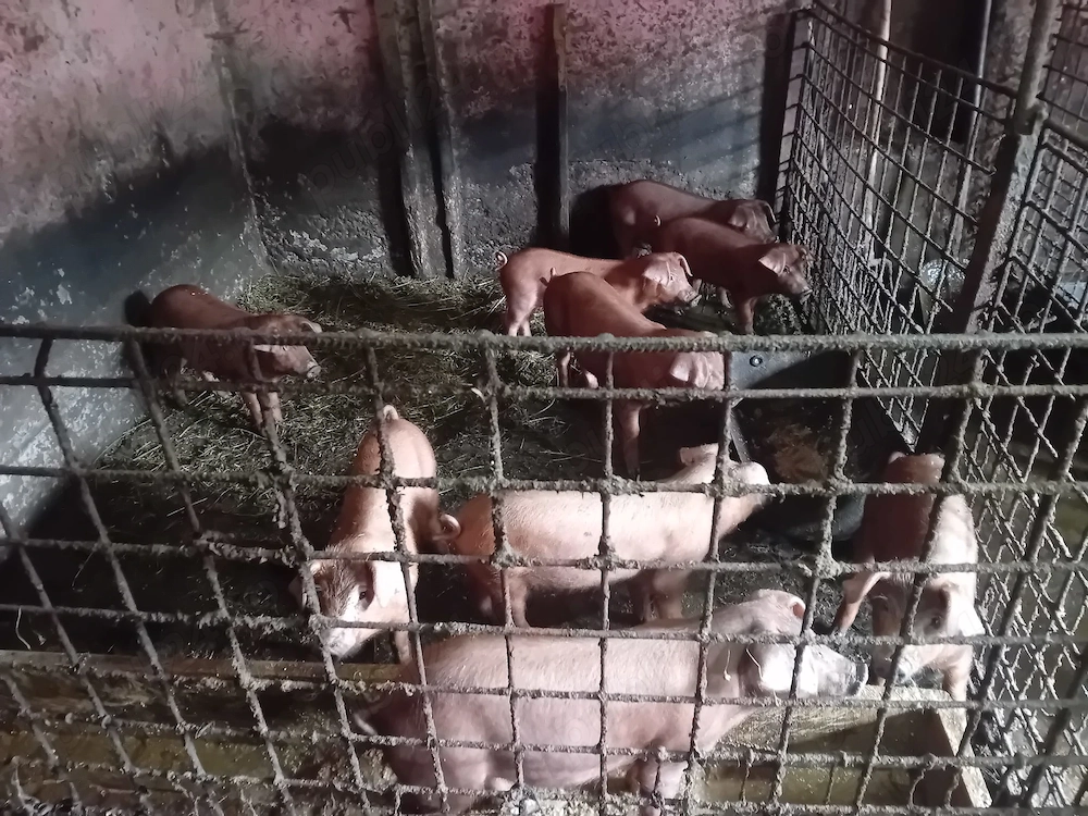 Porci Duroc de vanzare