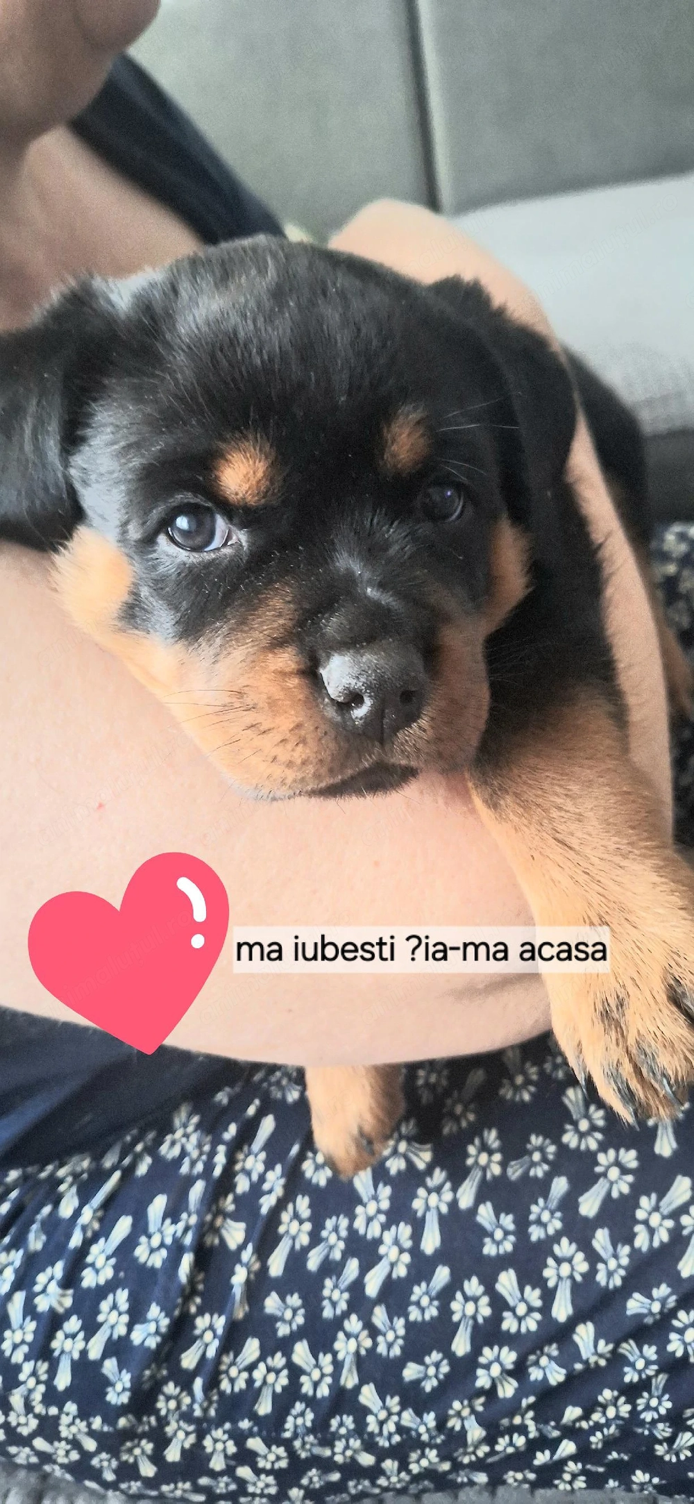 Dorim familii iubitoare si cunoscatori ai rasei
