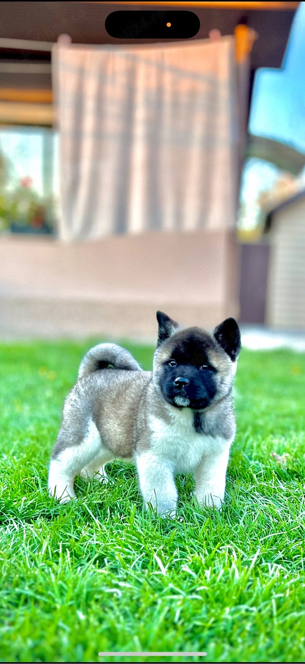 Akita American   Pedigree   Canisa