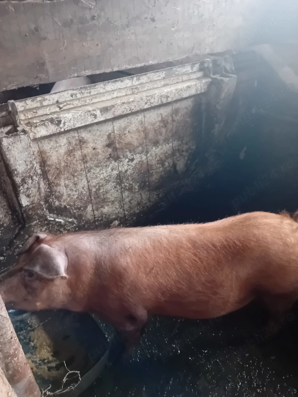 Scrofiță de vanzare Duroc
