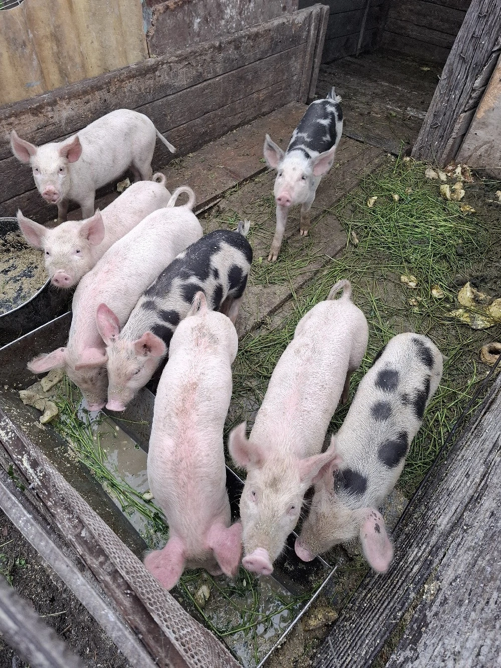 Purcei de 8 săptămâni 