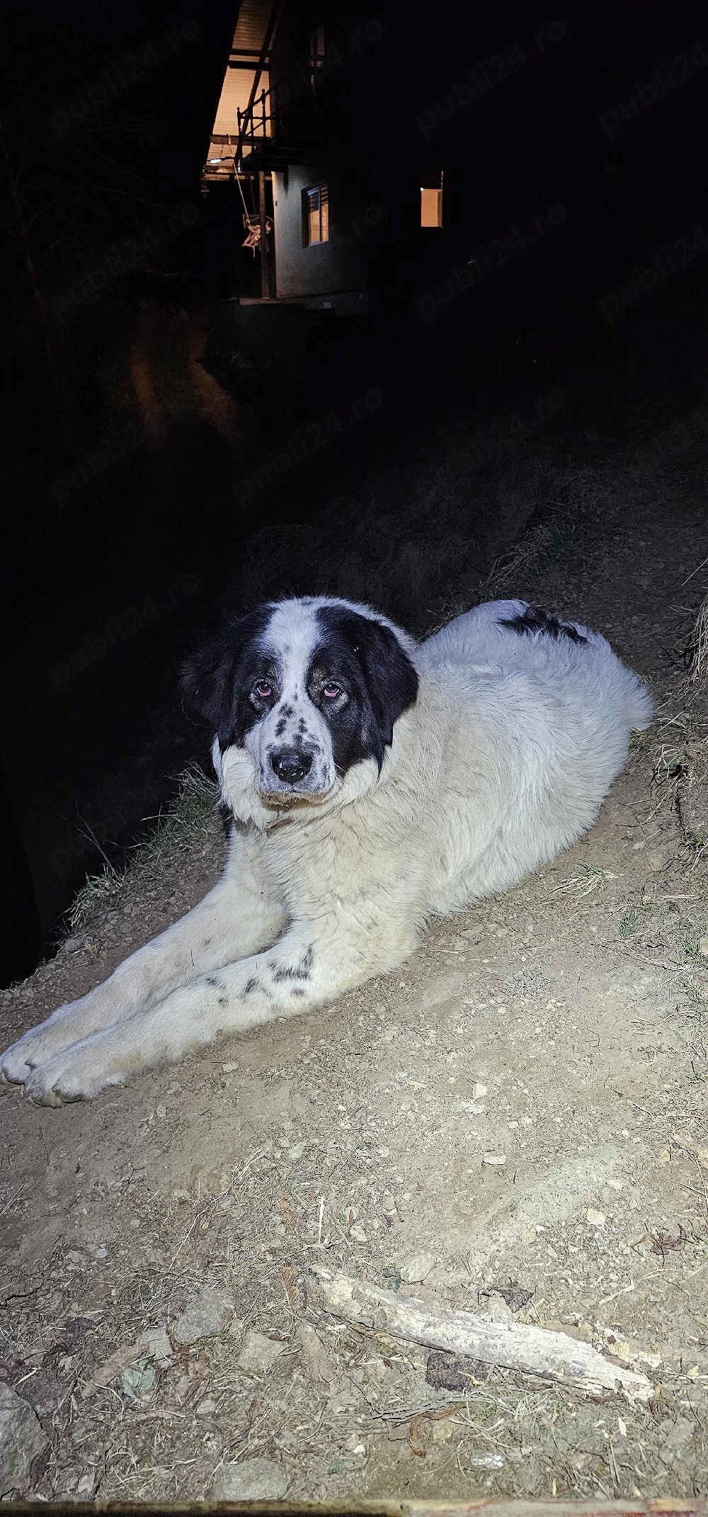Femelă Ciobanesc de Bucovina 