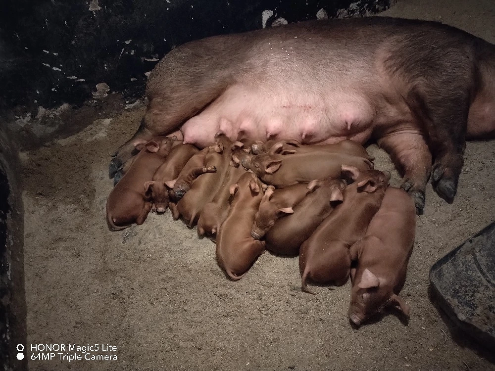 Purcei duroc 