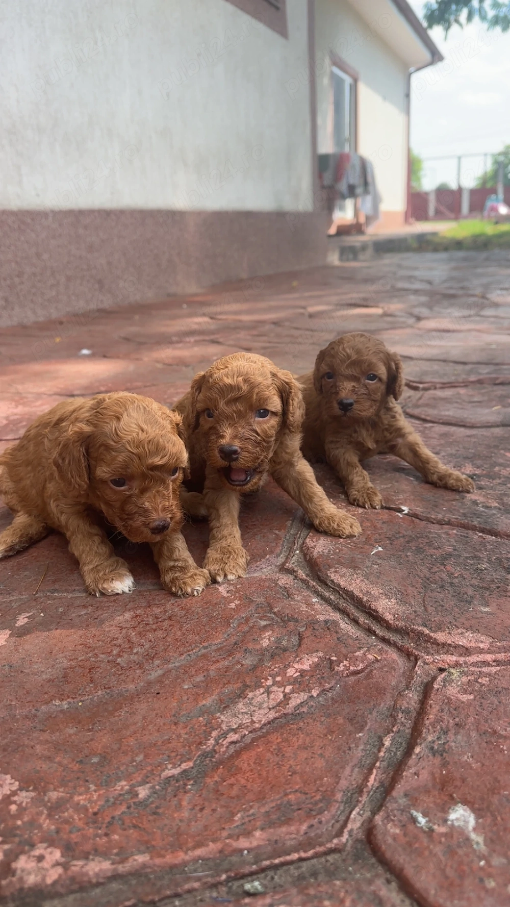 Disponibili peste aproximativ 2 săptămâni! Pudel caniche