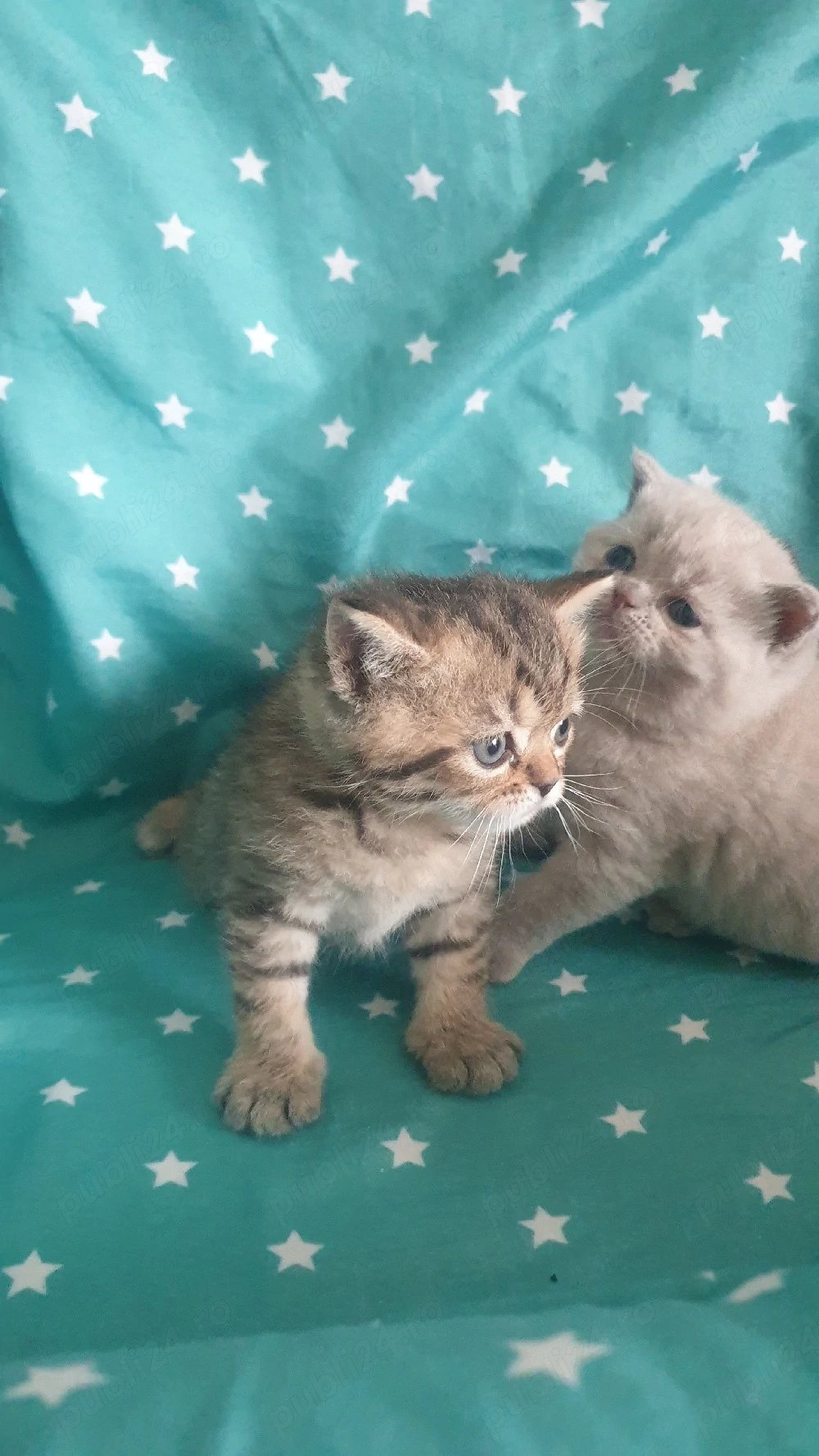 Scottish fold  British shorthair 