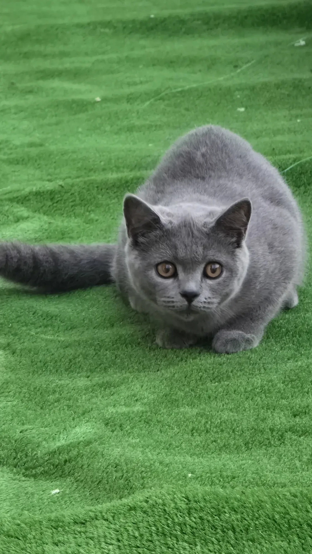 Pisică British Shorthair