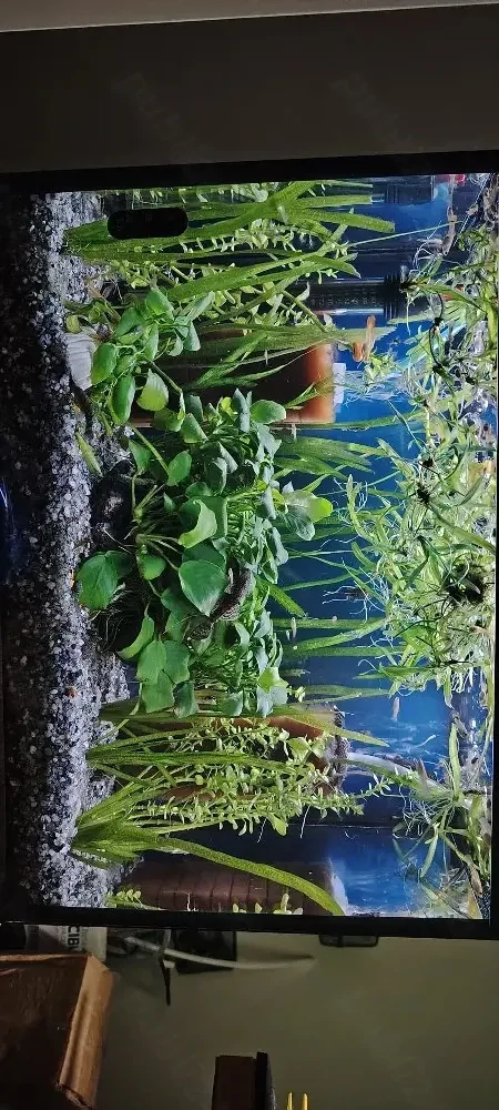vand acvariu 100L
