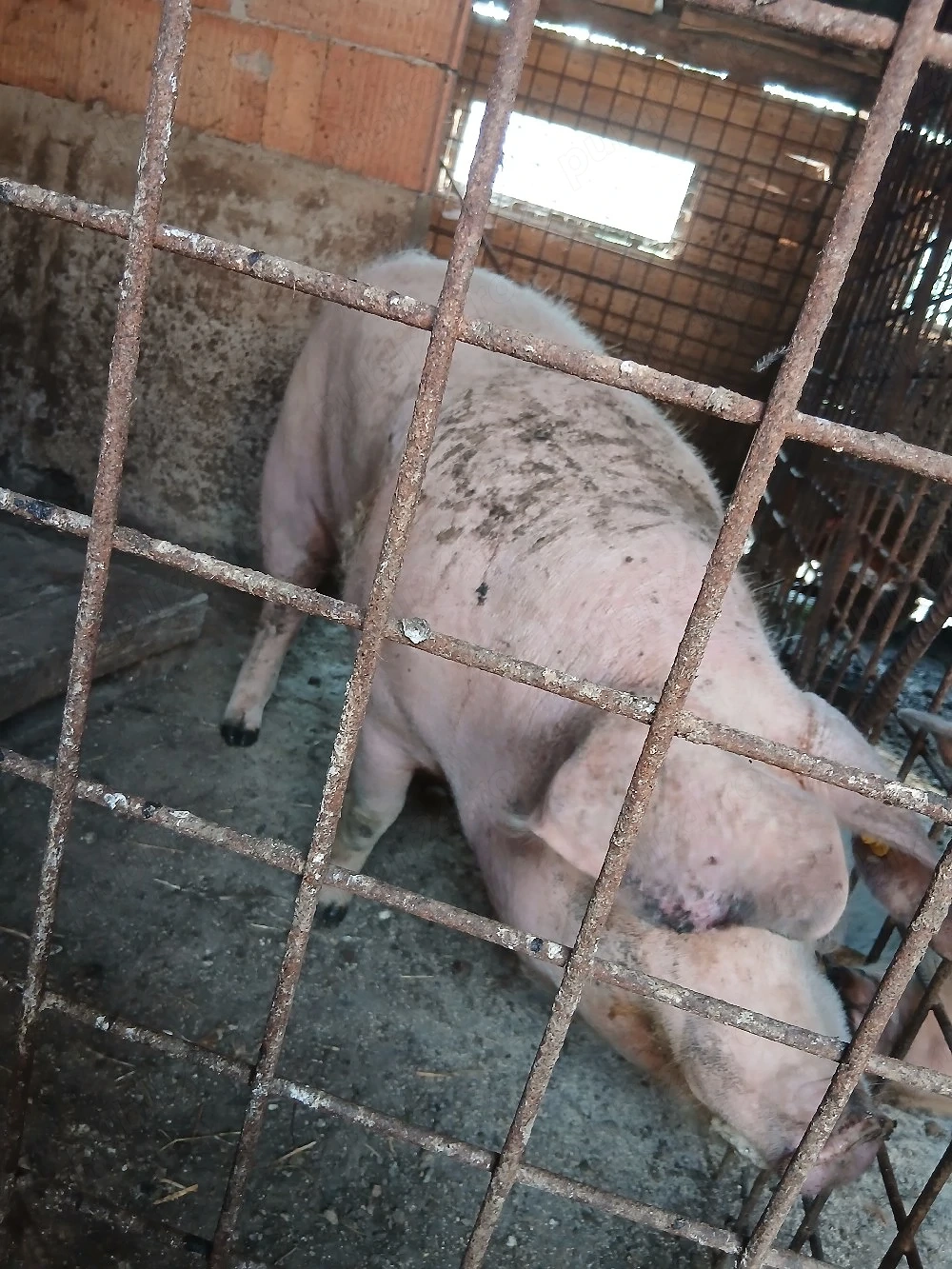 vand un porc 