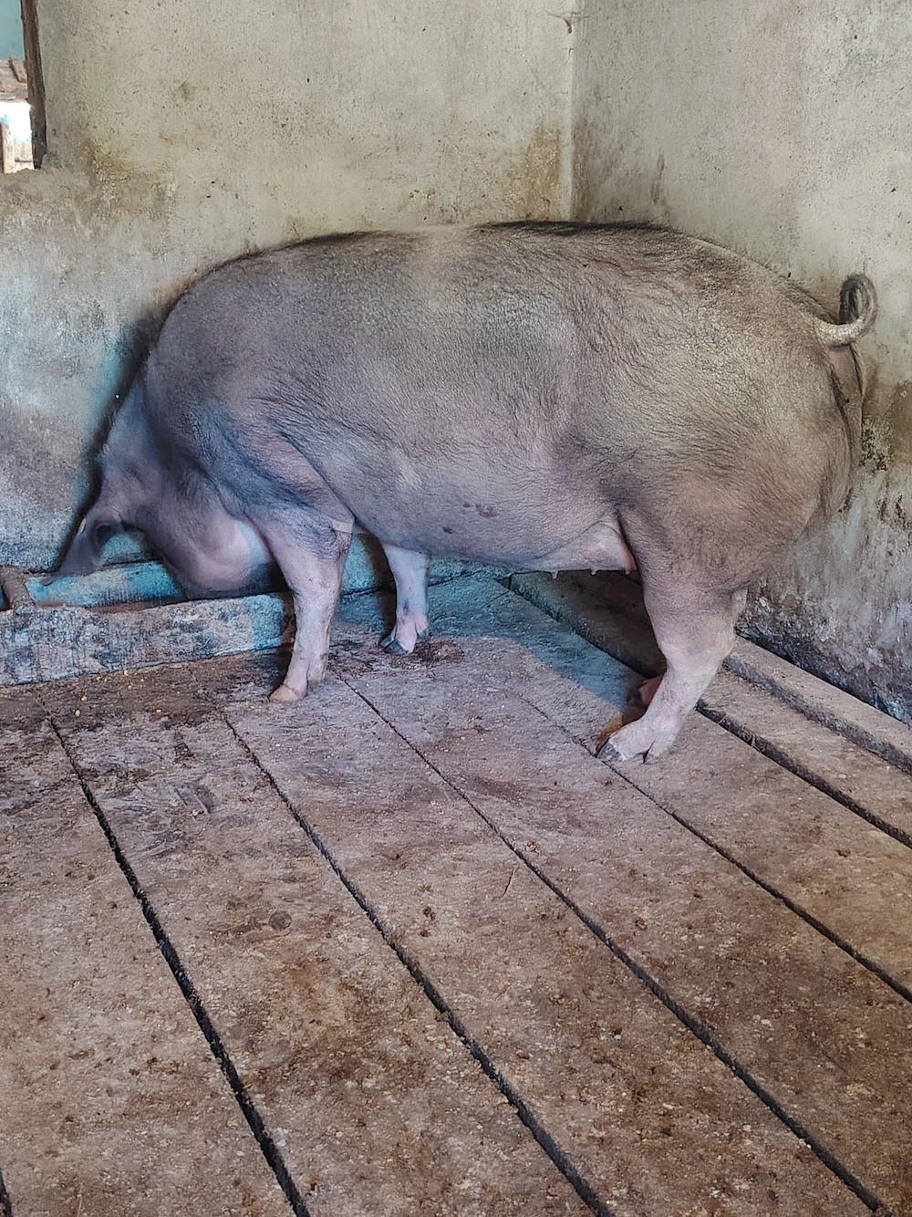 Vand o scrofita nu a fatat niciodata 