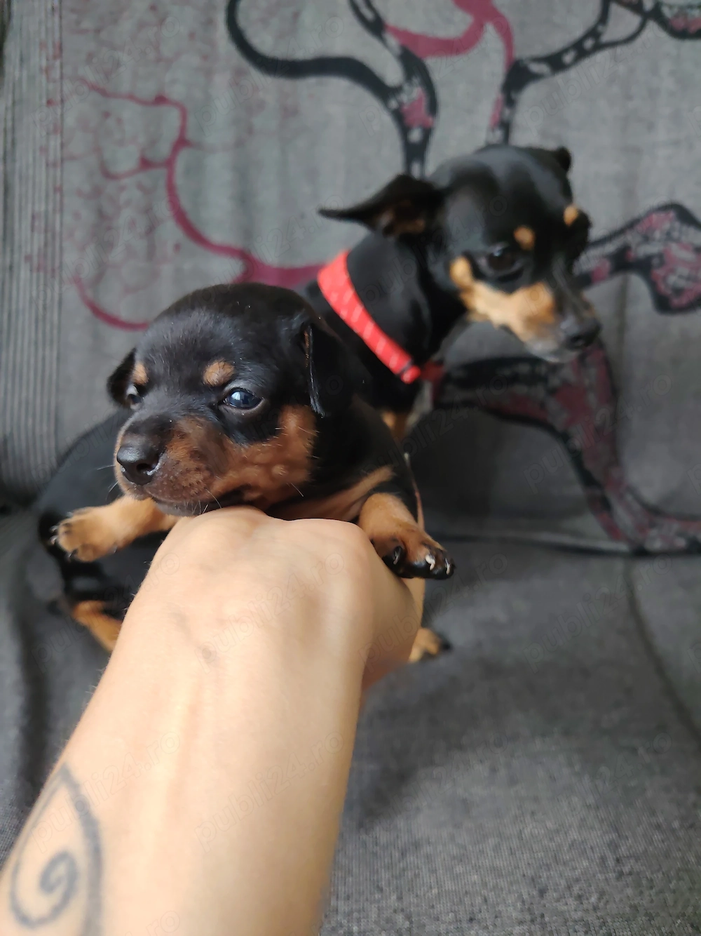  Catel Pinscher pitic 