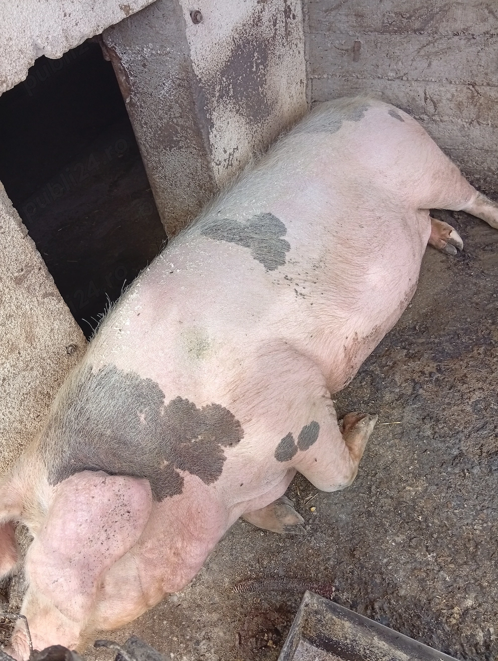 Vand scroafa aprox 350kg , mai multe detalii la Tel:  
