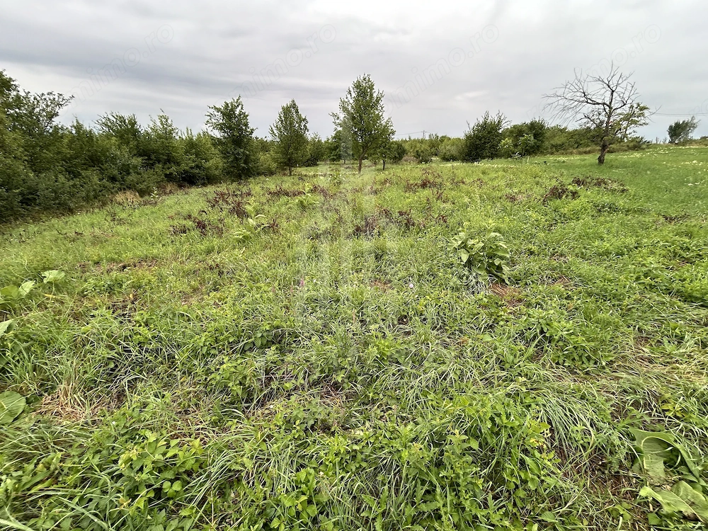 Teren intravilan de vânzare în Daia Nouă – 1.000 mp