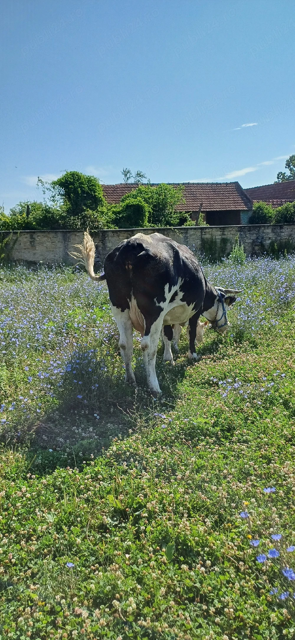 vacă pentru abator 