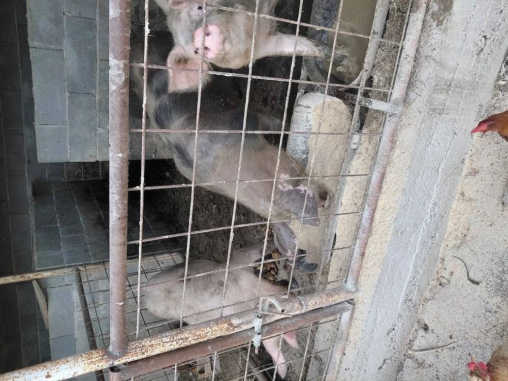 Porci de vânzare 