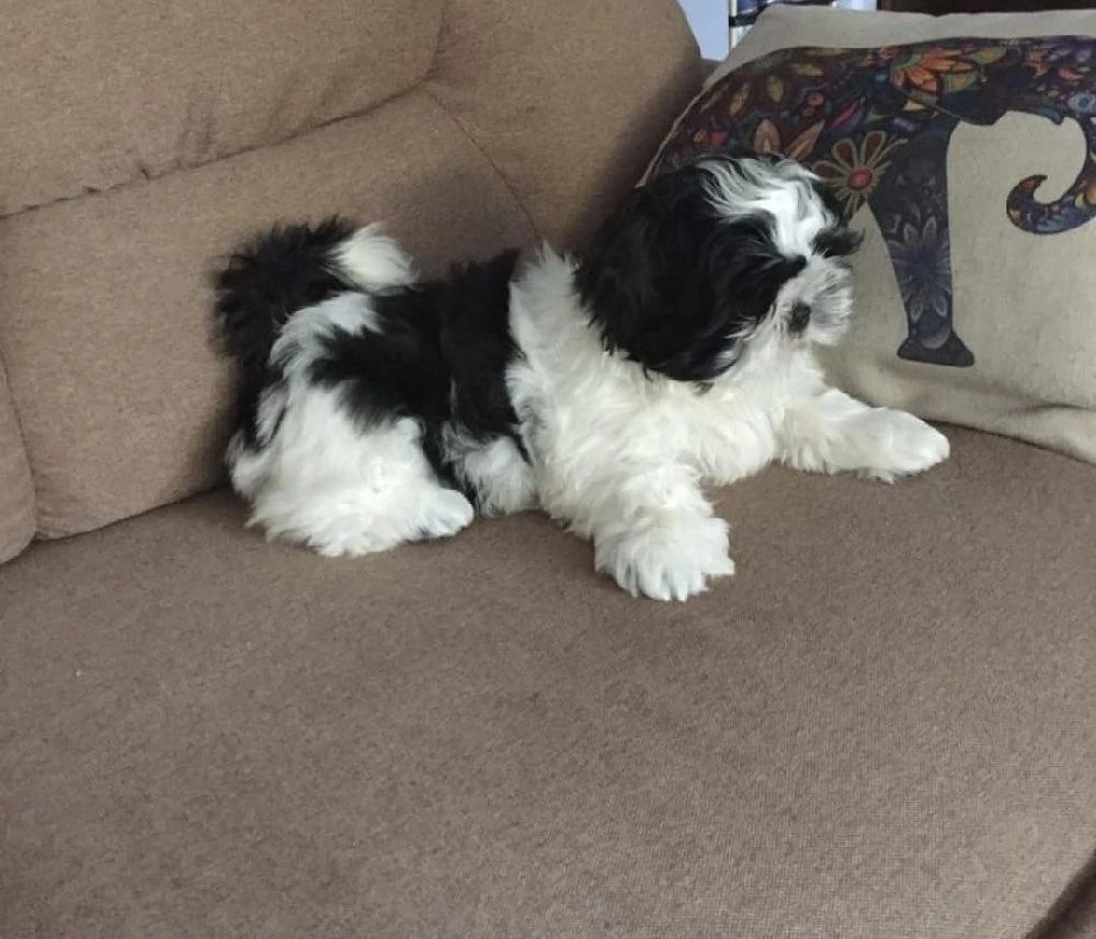 Bichon toy bicolor