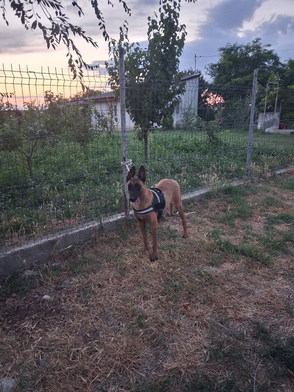 femela malinois