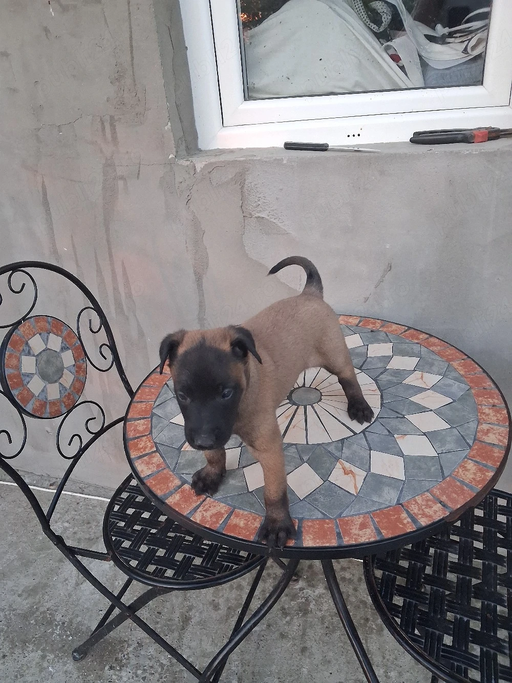 mascul ciobanesc belgian