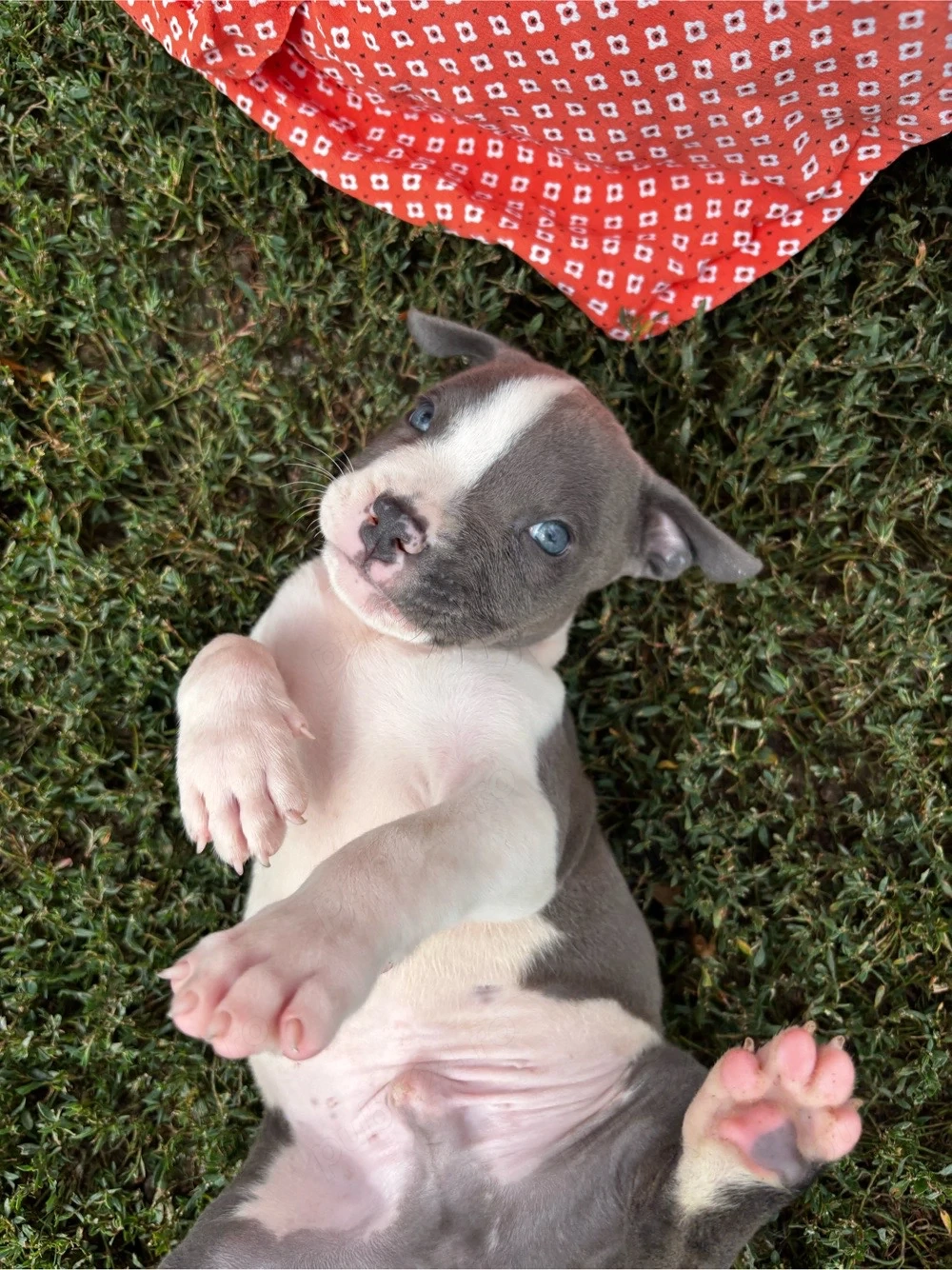 American bully XL Mascul cu pedigree
