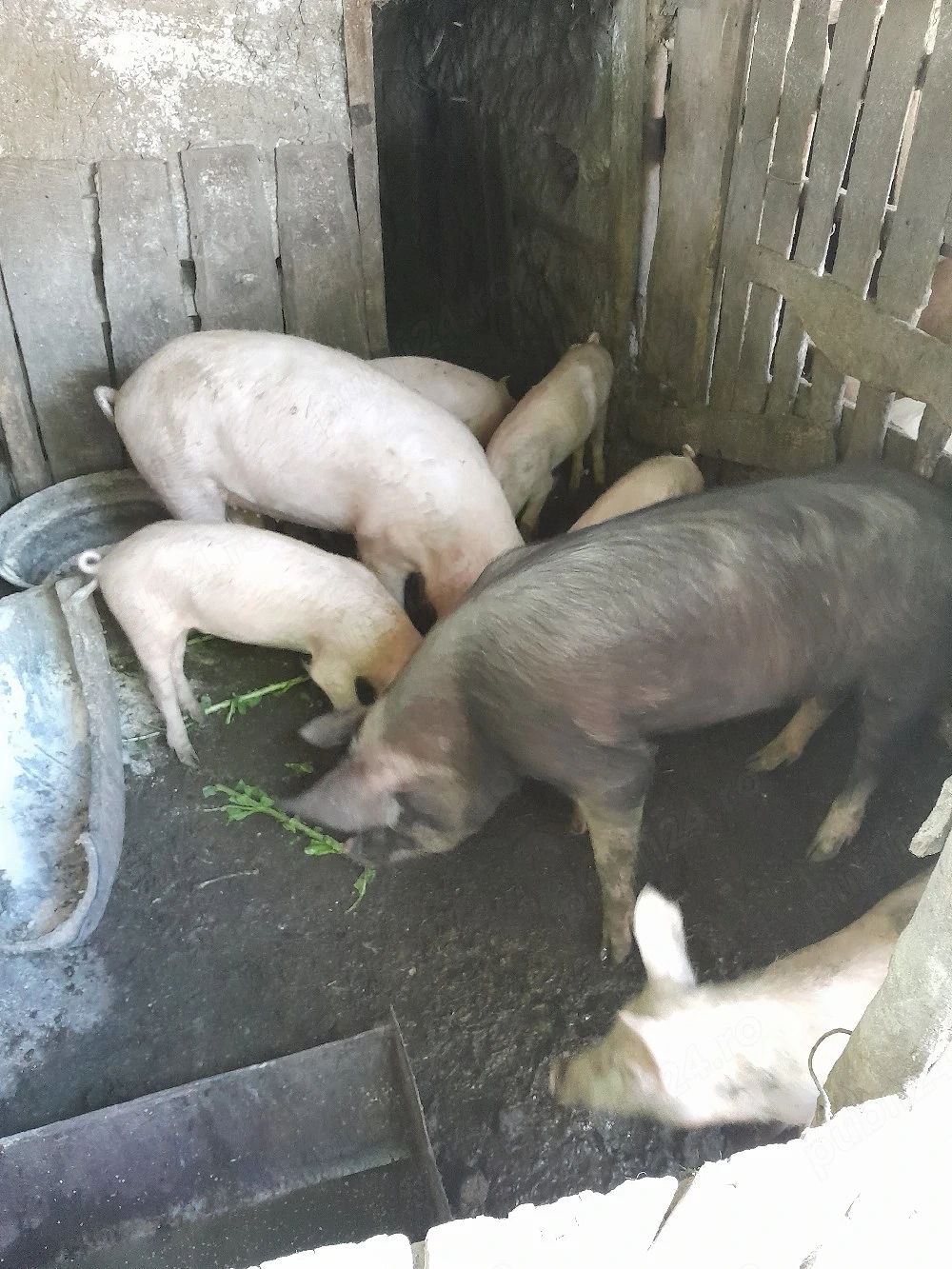 Purcei, vârsta 5 luni rasă mixtă Duroc Landrace