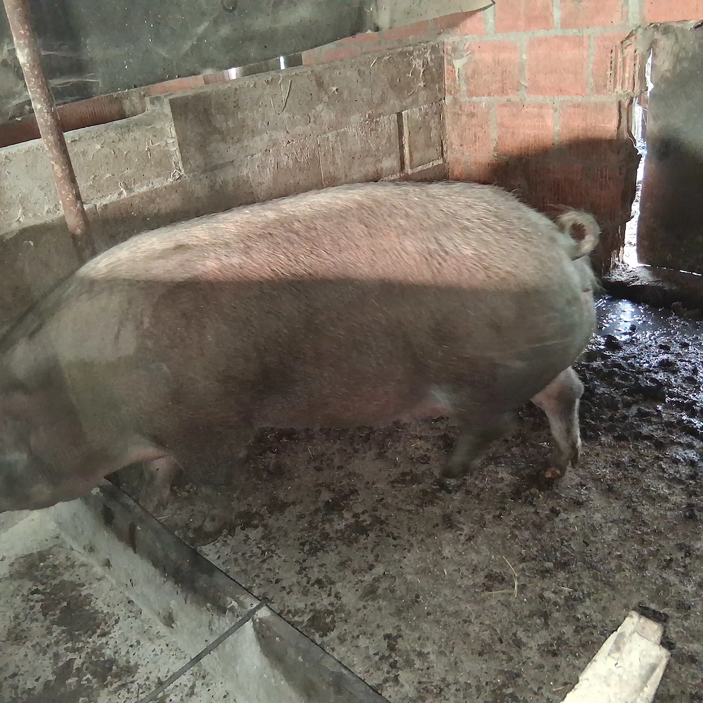 Vand porci 