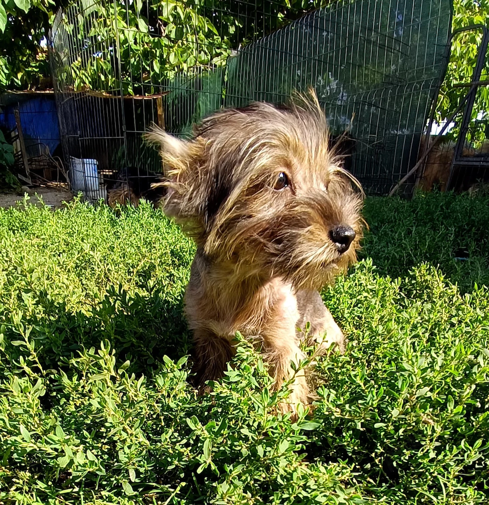 Yorkshire terrier Băiețel 