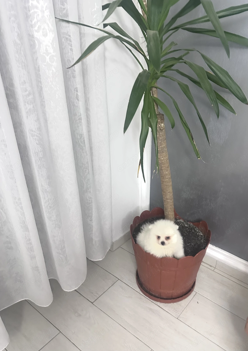 Pomeranian baietel