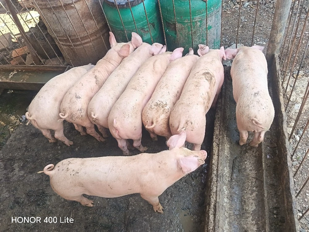 Vand purcei de 7 săptămâni 