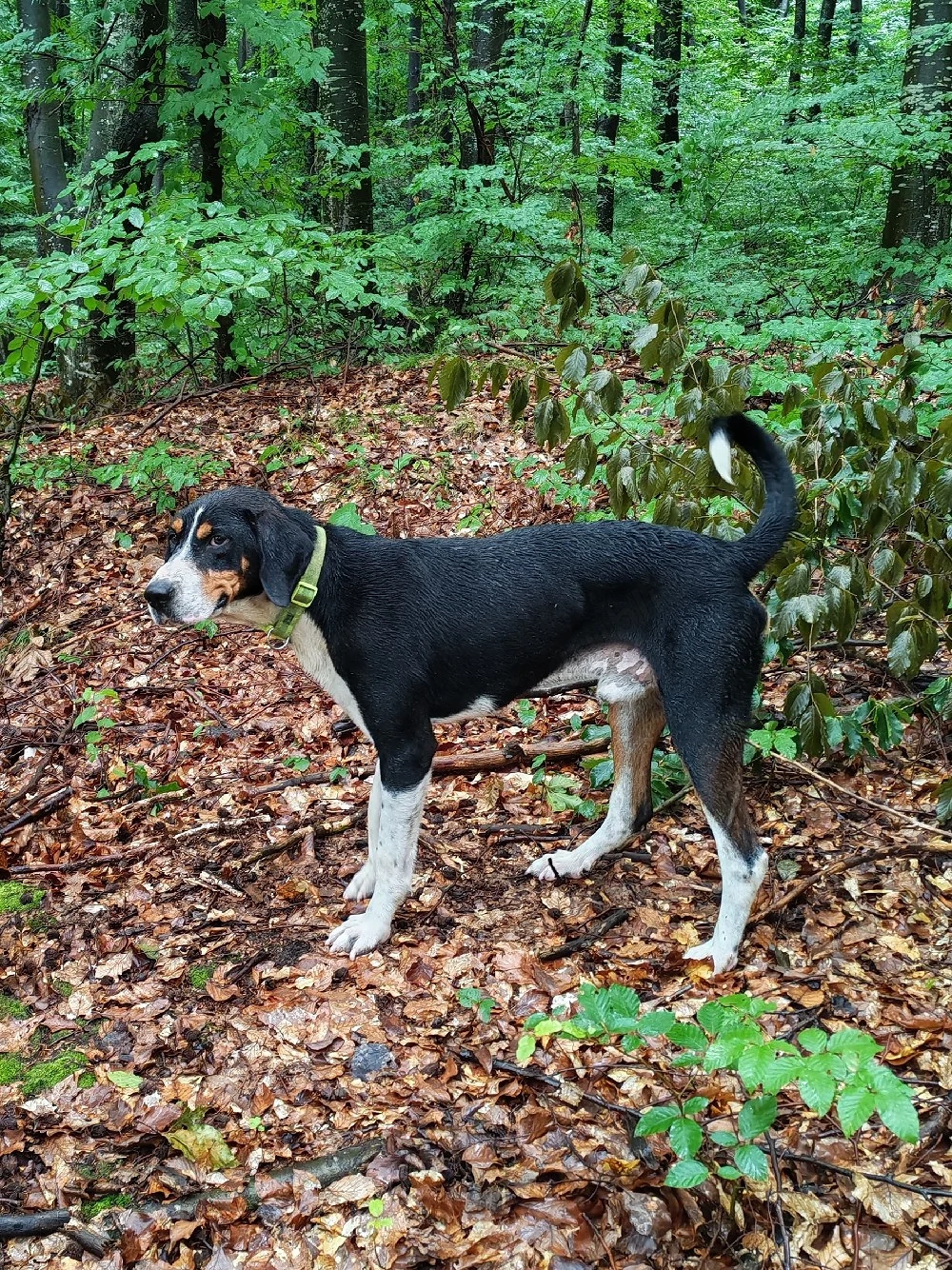 Câine de vanatoare copoi ardelenesc 