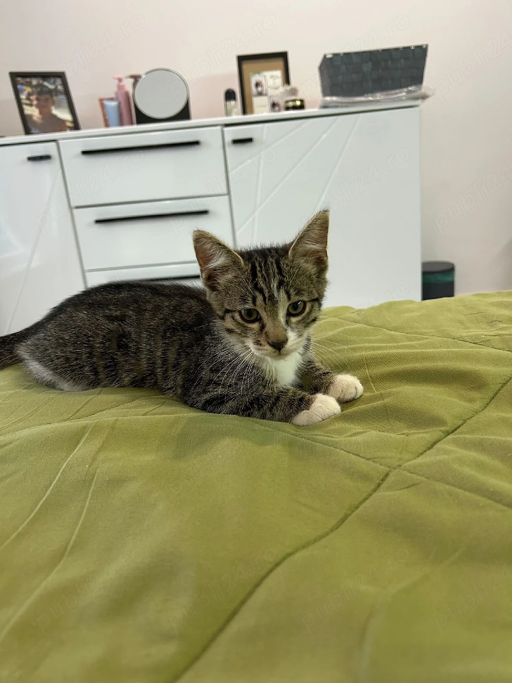 Dau spre adopție