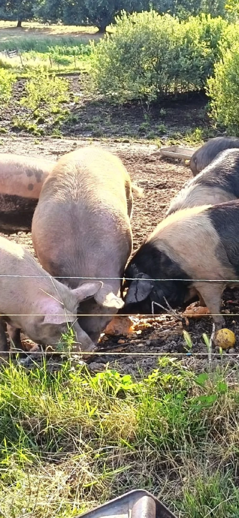 vând porci