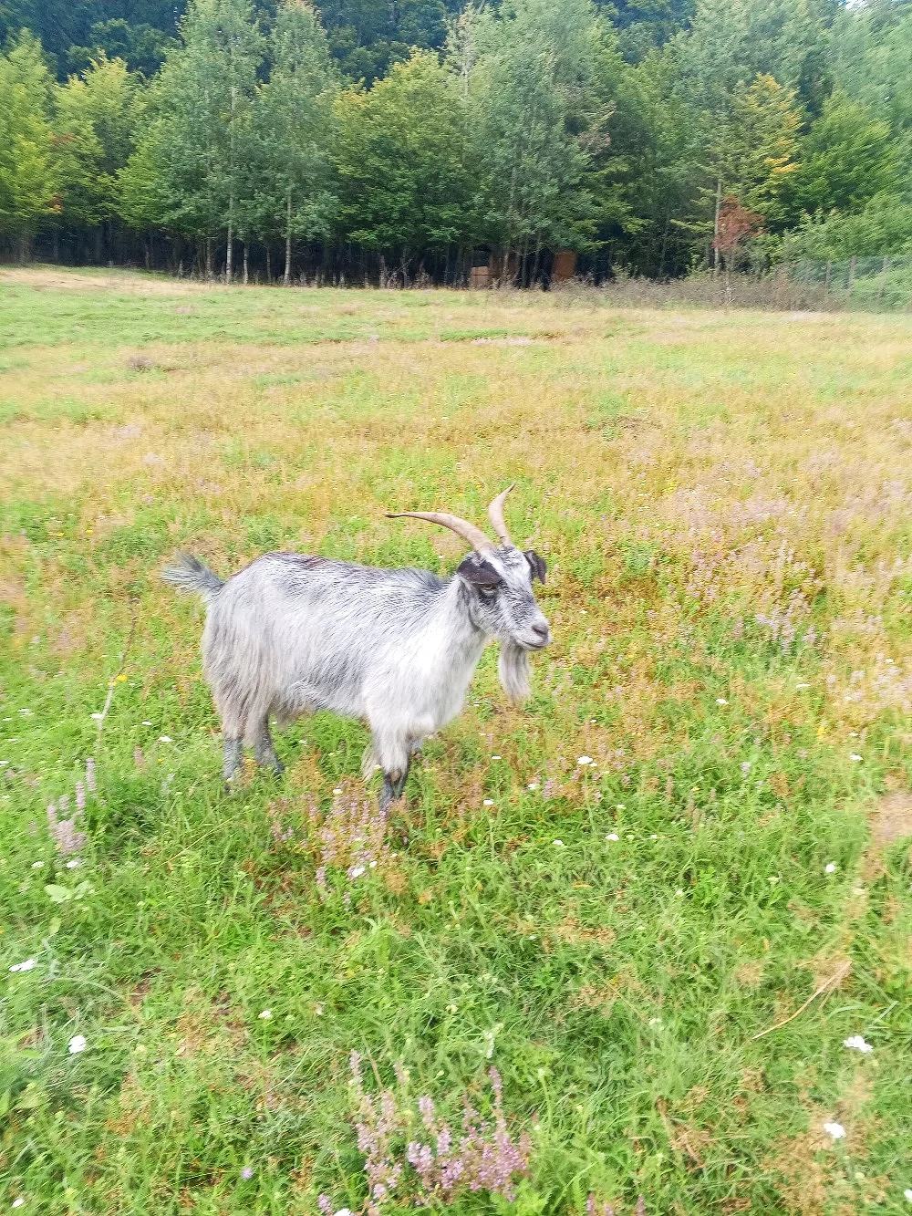 Vand două capre românești 