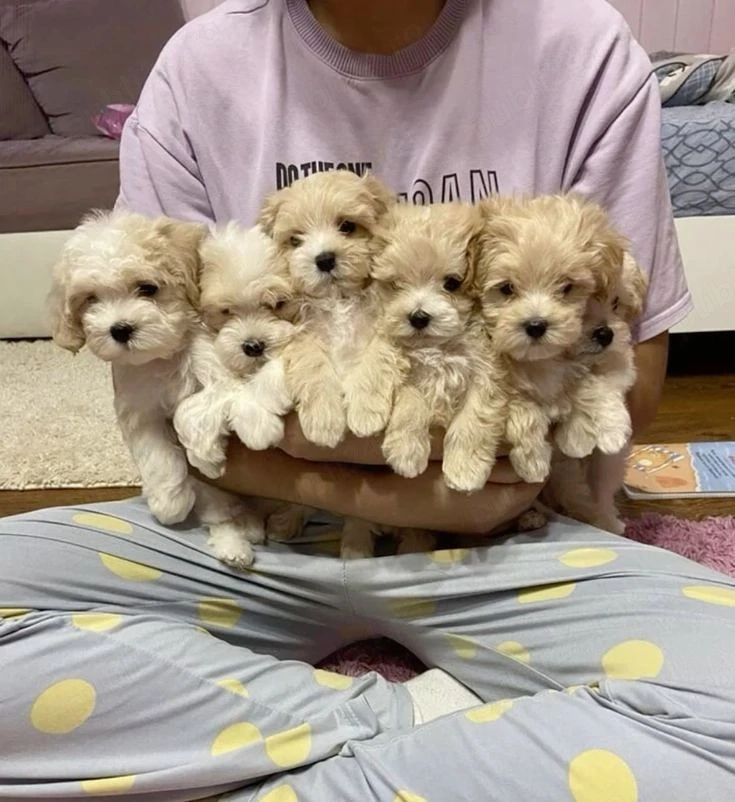 Puiuti Maltipoo superbi
